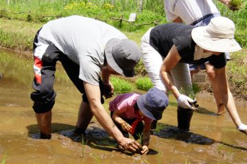 オフィスPMOにて「田植え・稲狩りイベント」体験