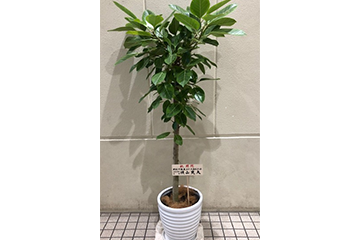 新規入居テナントへ観葉植物を贈呈