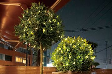 植物の力で発電するボタニカルライトを設置
